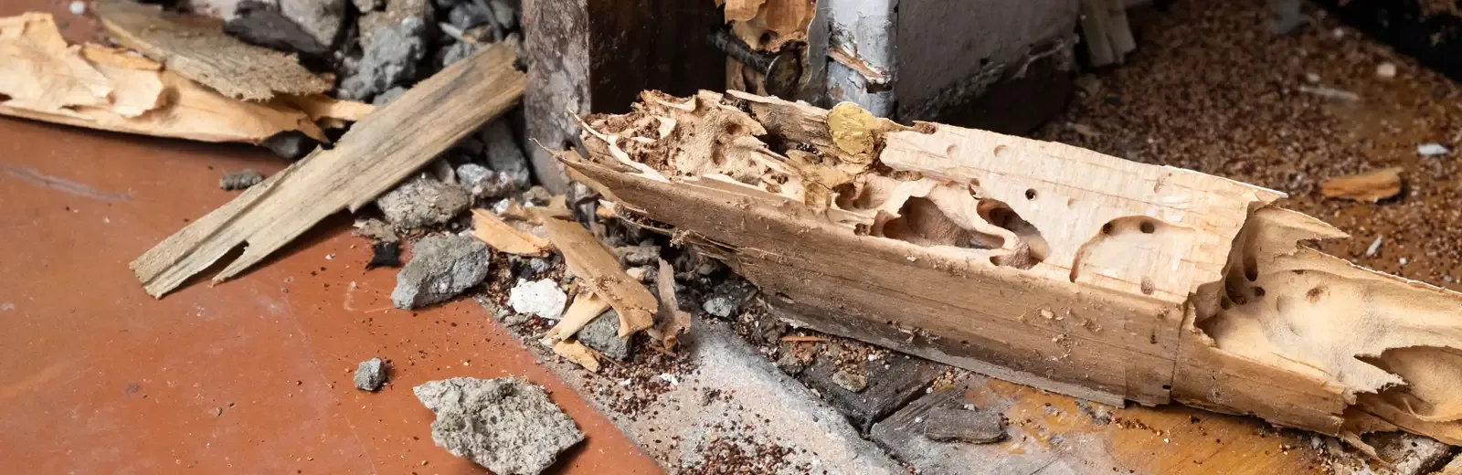 termite damage