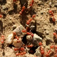 Red Fire Ants in Arkansas