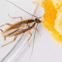 A German Cockroach having a snack