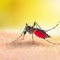Mosquito biting an Arkansas homeowner