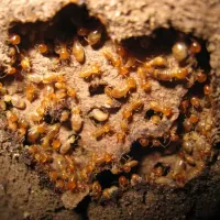 Subterranean termites making their home in Arkansas