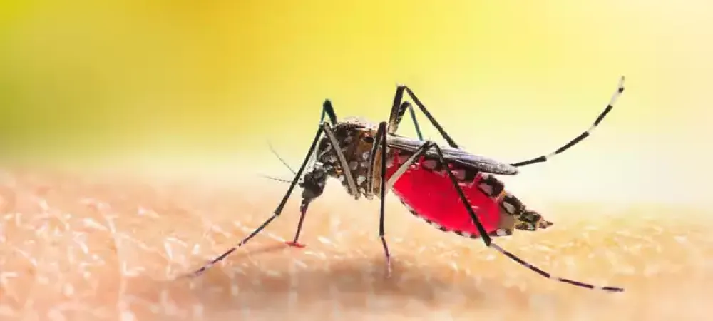 Mosquito biting an Arkansas homeowner