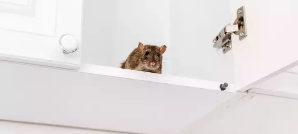 Mice can make your Arkansas home their own this winter