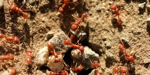 Red Fire Ants in Arkansas