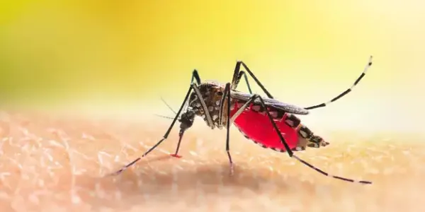 Mosquito biting an Arkansas homeowner