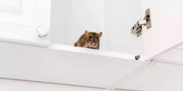 Mice can make your Arkansas home their own this winter