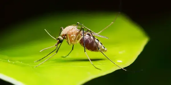 mosquito on a leaf