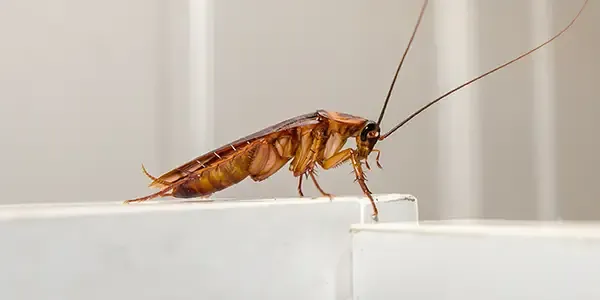 cockroach on counter in kitchen