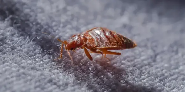 bed bug on a mattress