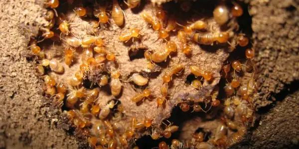 Subterranean termites making their home in Arkansas